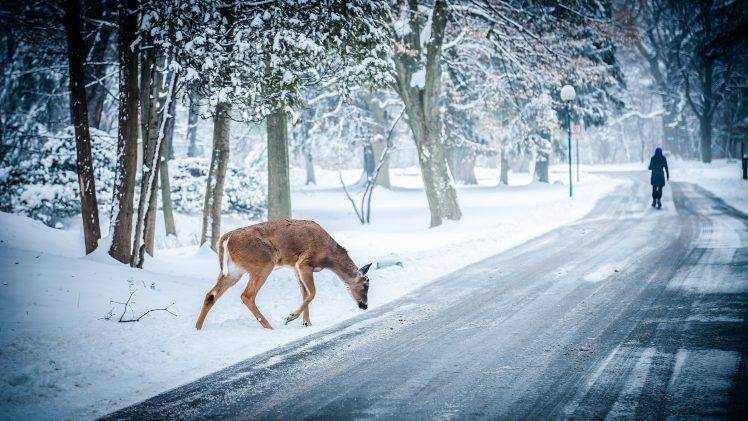 landscape, Nature, Deer, Winter, Snow, Path, Trees HD Wallpaper Desktop Background