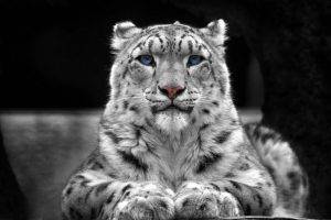 selective Coloring, Animals