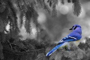 selective Coloring, Animals