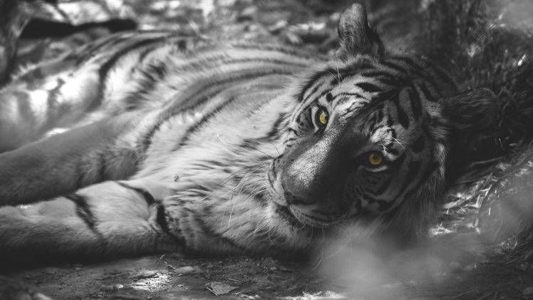 selective Coloring, Animals, Tiger HD Wallpaper Desktop Background