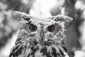 selective Coloring, Animals, Owl