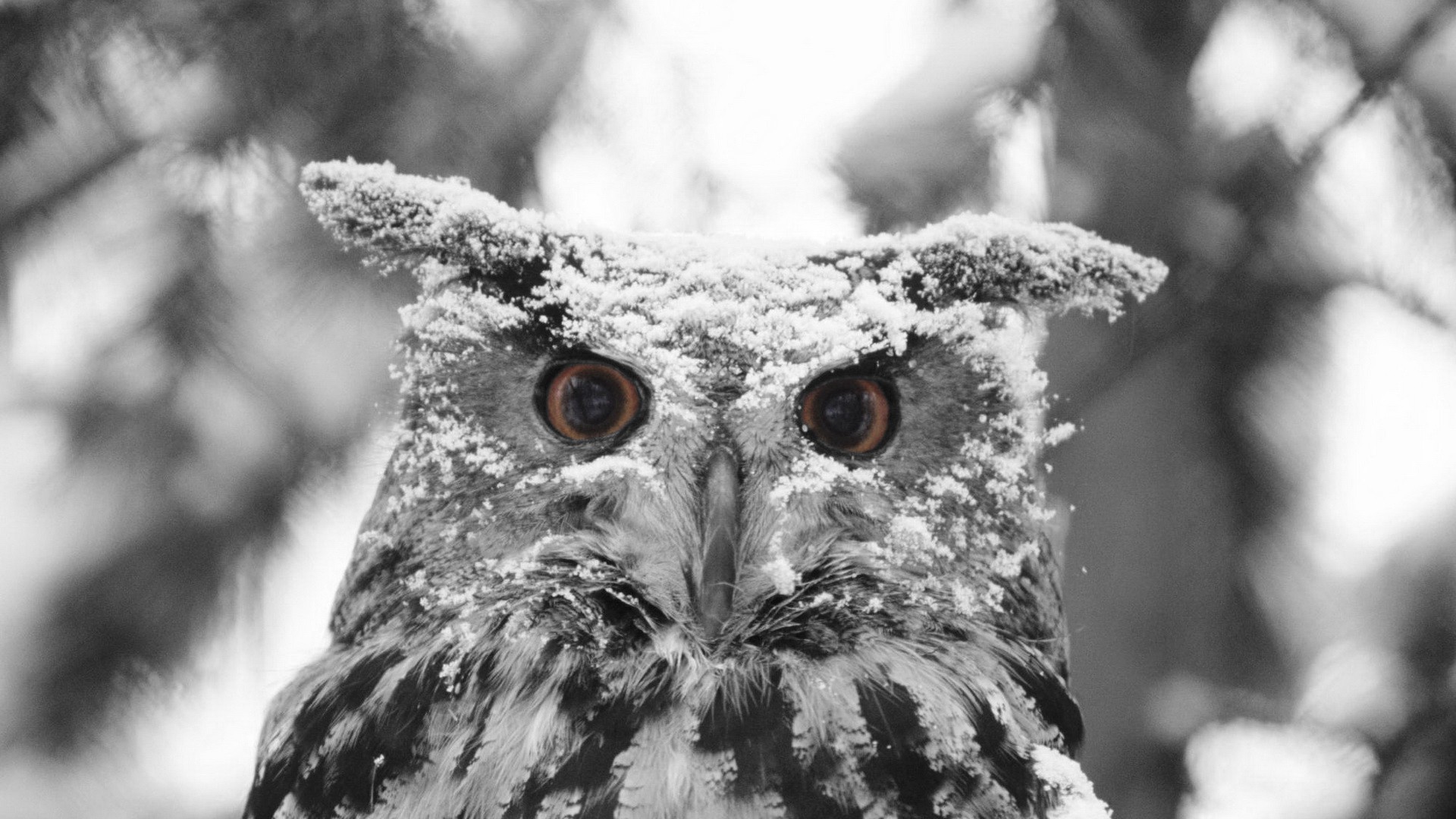 природа животные сова птицы снег зима скачать