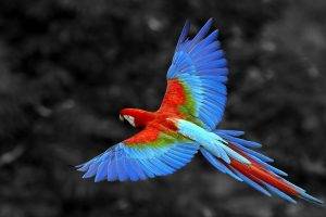 selective Coloring, Animals, Parrot
