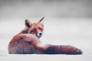 animals, Fox, Simple Background