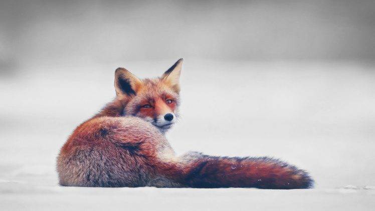 animals, Fox, Simple Background HD Wallpaper Desktop Background