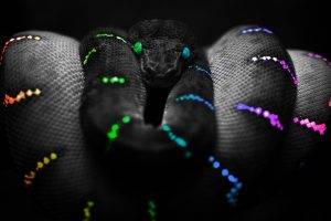 selective Coloring, Animals, Snake