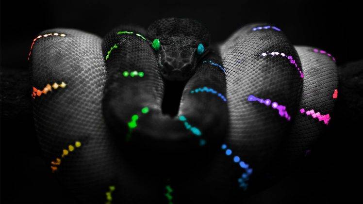 selective Coloring, Animals, Snake HD Wallpaper Desktop Background