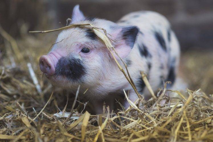 pigs, Animals HD Wallpaper Desktop Background
