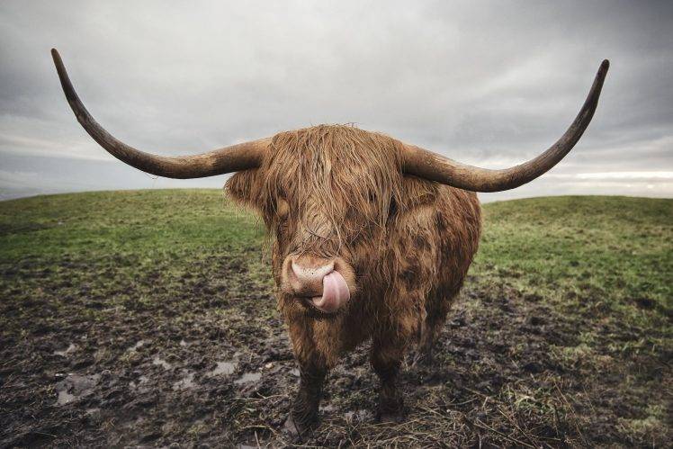 animals, Cow, Horns HD Wallpaper Desktop Background