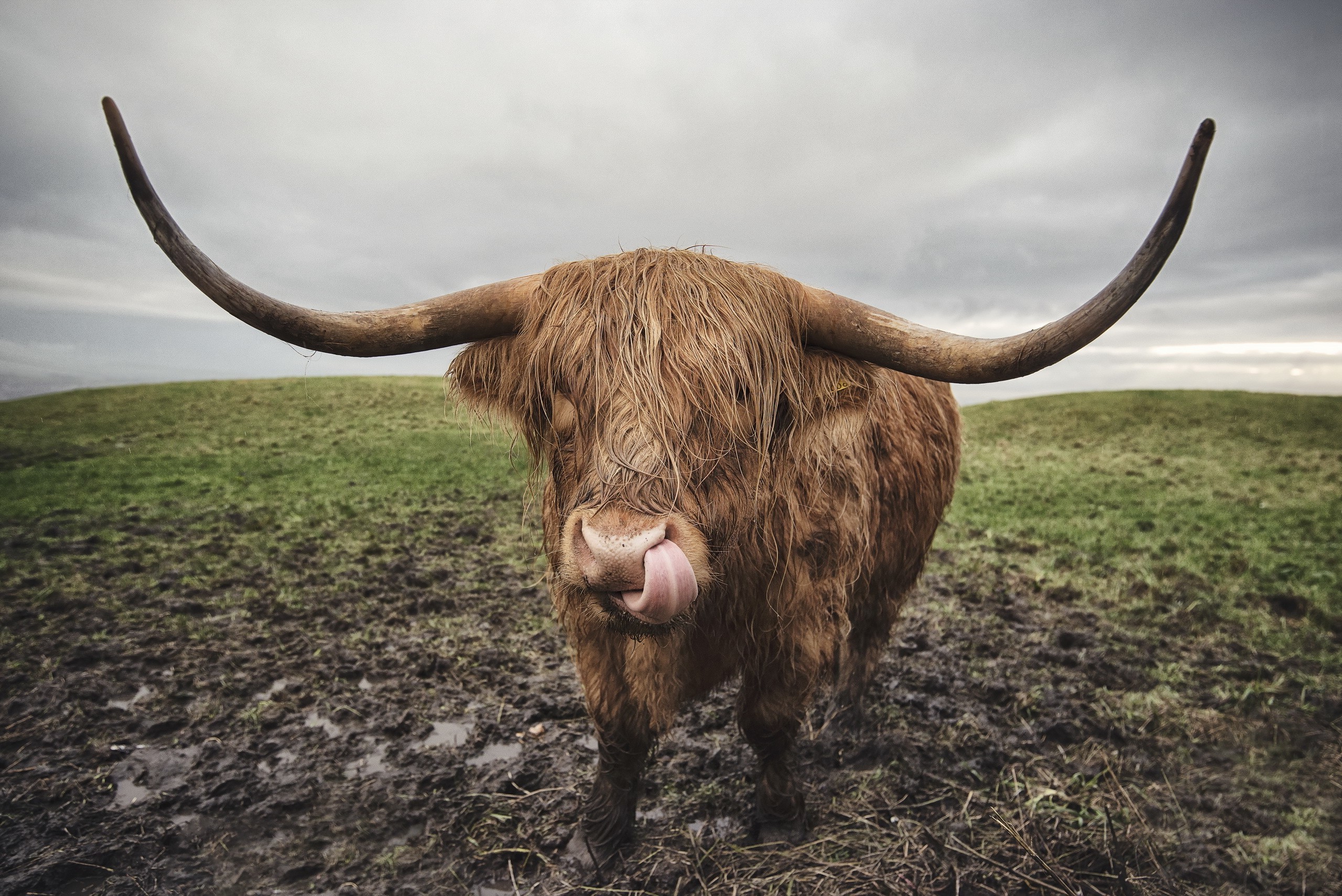 animals, Cow, Horns Wallpaper