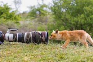 nature, Animals, Wildlife, Fox, Camera, Lens, Camouflage, Grass, Trees, Landscape, Telephoto Lens, Canon, Depth Of Field, Baby Animals