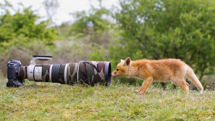 nature, Animals, Wildlife, Fox, Camera, Lens, Camouflage, Grass, Trees, Landscape, Telephoto Lens, Canon, Depth Of Field, Baby Animals HD Wallpaper Desktop Background