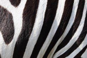 nature, Animals, Wildlife, Zebras, Stripes, Fur, Black, White