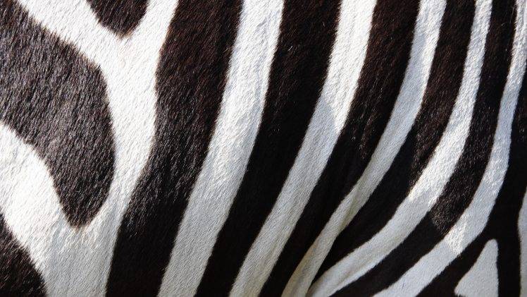 nature, Animals, Wildlife, Zebras, Stripes, Fur, Black, White HD Wallpaper Desktop Background
