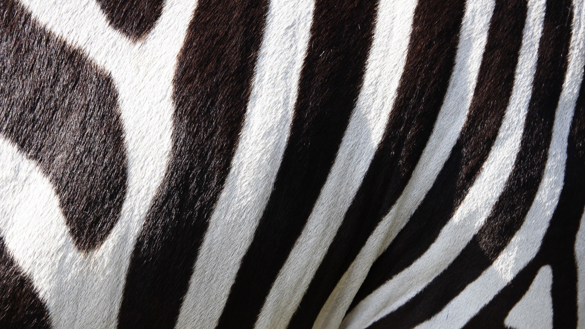 nature, Animals, Wildlife, Zebras, Stripes, Fur, Black, White Wallpaper