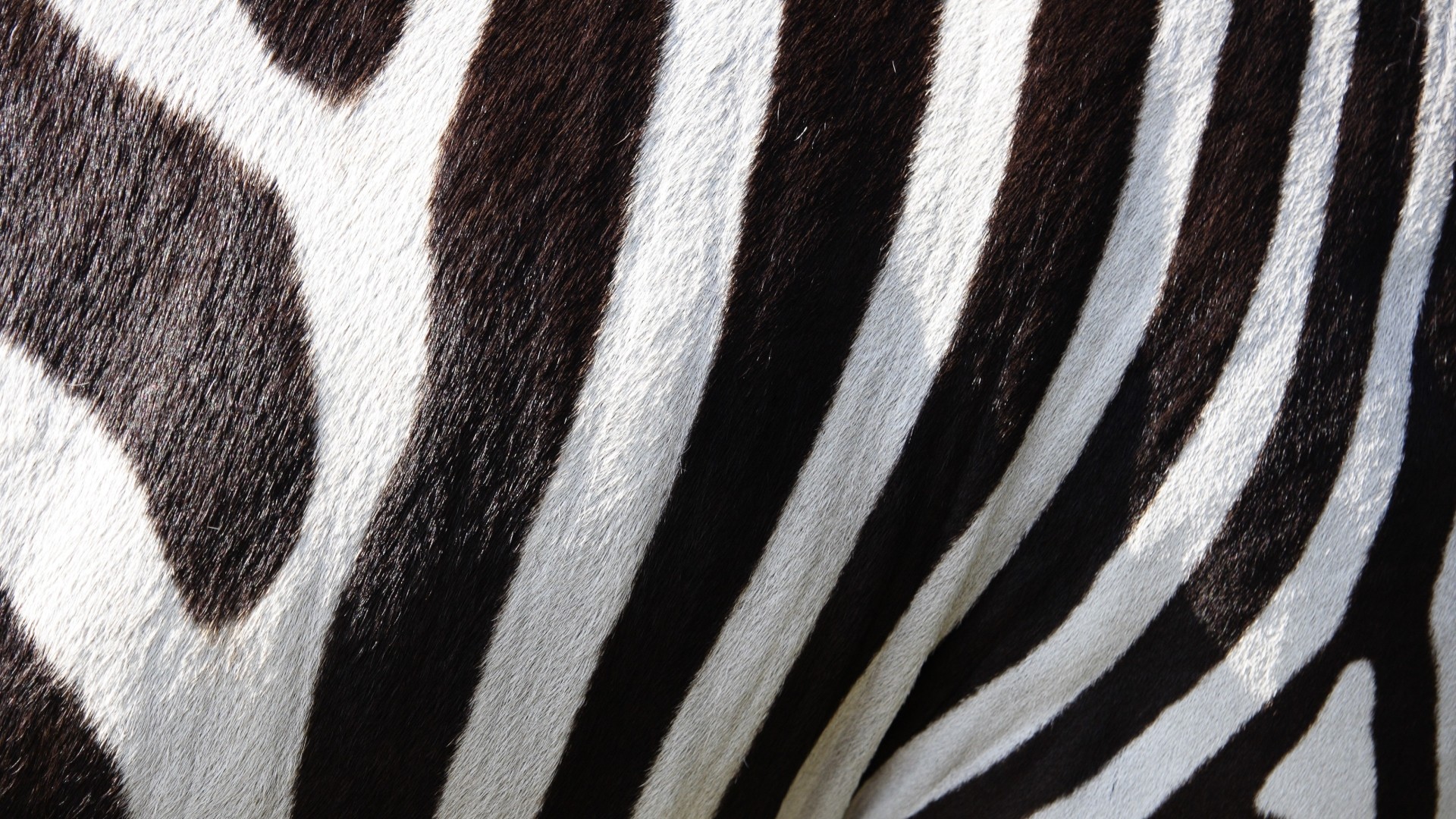 nature, Animals, Wildlife, Zebras, Stripes, Fur, Black ...