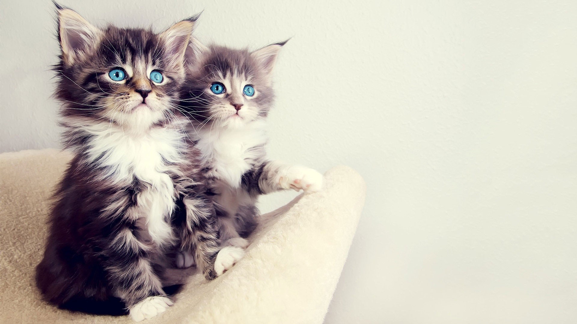 cat, Kittens, Animals Wallpaper