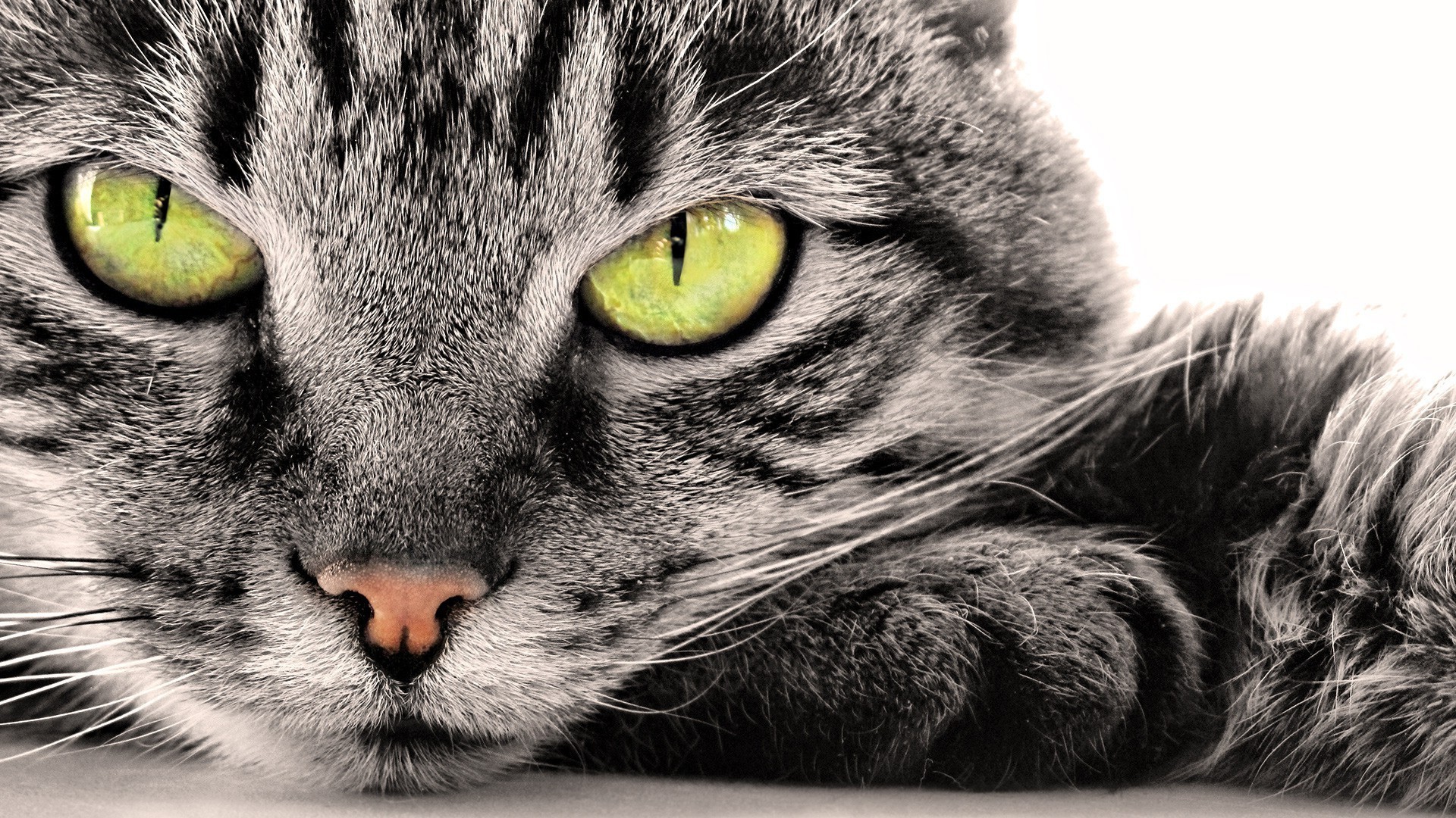 closeup, Cat, Feline, Animals Wallpaper