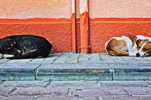 dog, Animals, Turkey, Street, Walls, Sleeping
