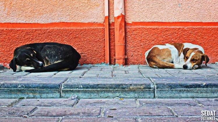 dog, Animals, Turkey, Street, Walls, Sleeping HD Wallpaper Desktop Background