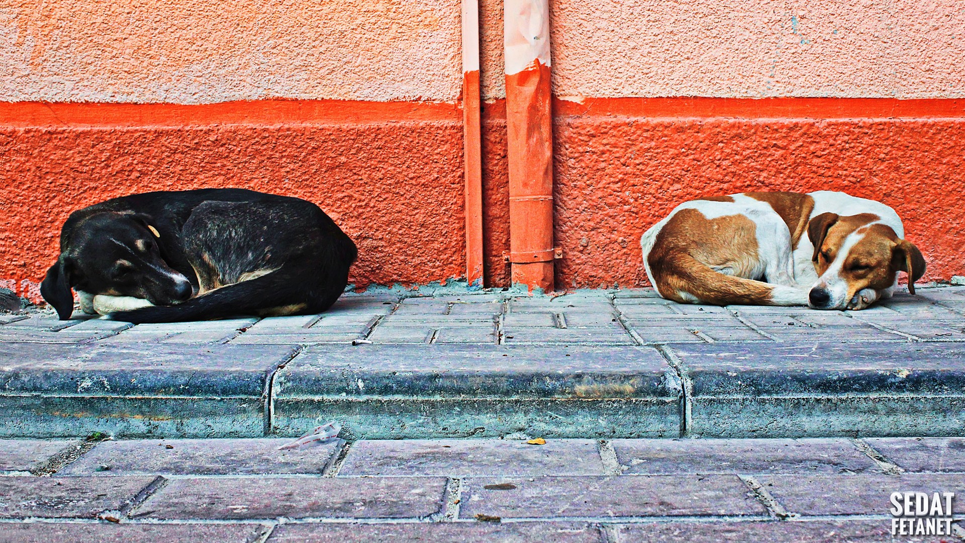 dog, Animals, Turkey, Street, Walls, Sleeping Wallpaper