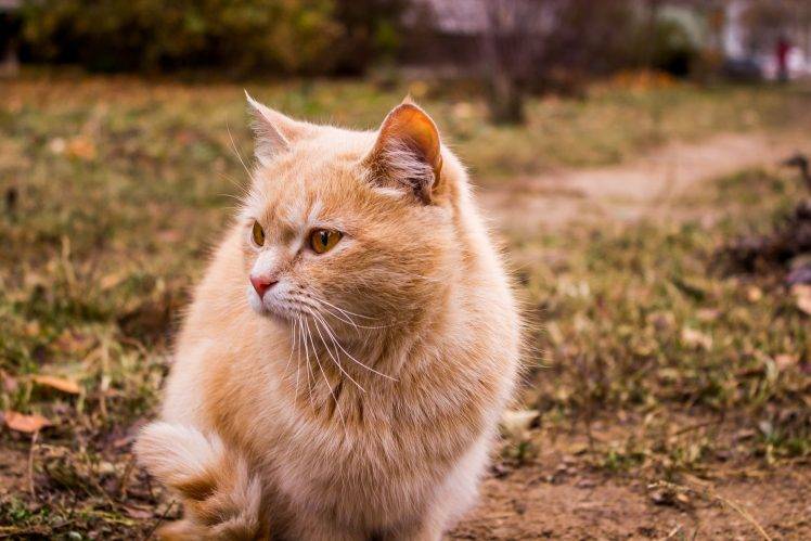 cat, Animals, Russia HD Wallpaper Desktop Background