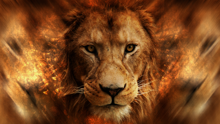 lion, Animals, Africa HD Wallpaper Desktop Background