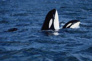 orca, Animals
