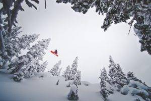 snow, Snowboarding, Pine Trees