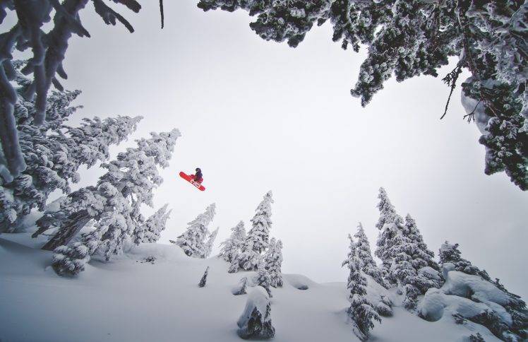 snow, Snowboarding, Pine Trees HD Wallpaper Desktop Background