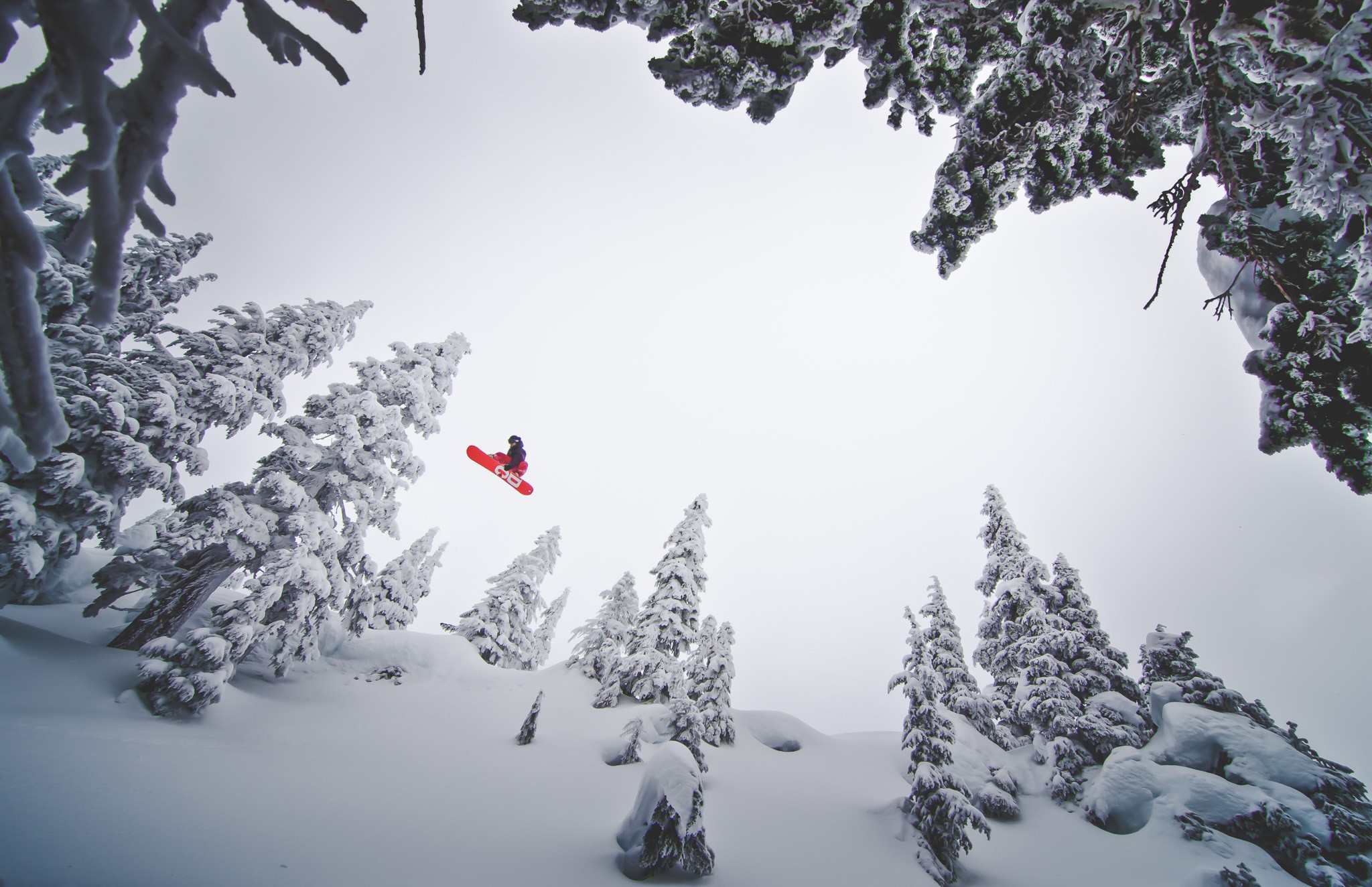 snow, Snowboarding, Pine Trees Wallpaper