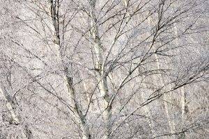 trees, Nature, Branch, Plants, Winter, Snow