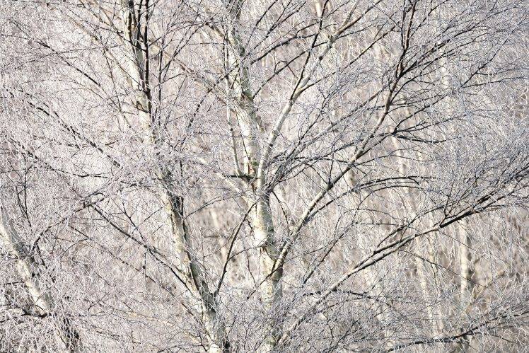 trees, Nature, Branch, Plants, Winter, Snow HD Wallpaper Desktop Background
