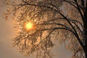 nature, Trees, Branch, Winter, Snow, Frost, Sun, Simple