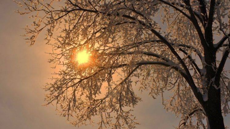 nature, Trees, Branch, Winter, Snow, Frost, Sun, Simple HD Wallpaper Desktop Background