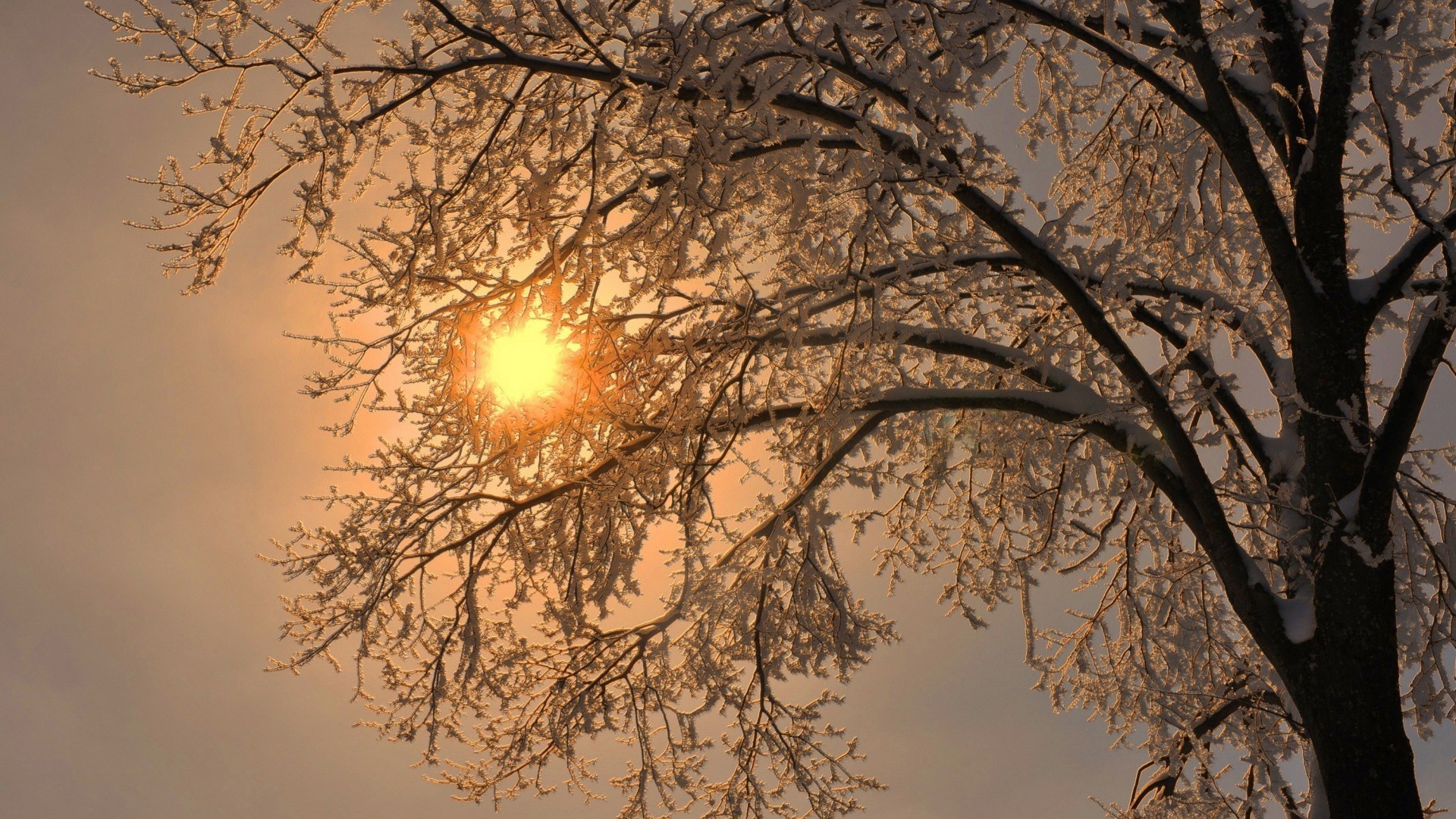 nature, Trees, Branch, Winter, Snow, Frost, Sun, Simple Wallpaper