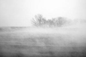 photography, Nature, Mist, Plants, Trees, Winter