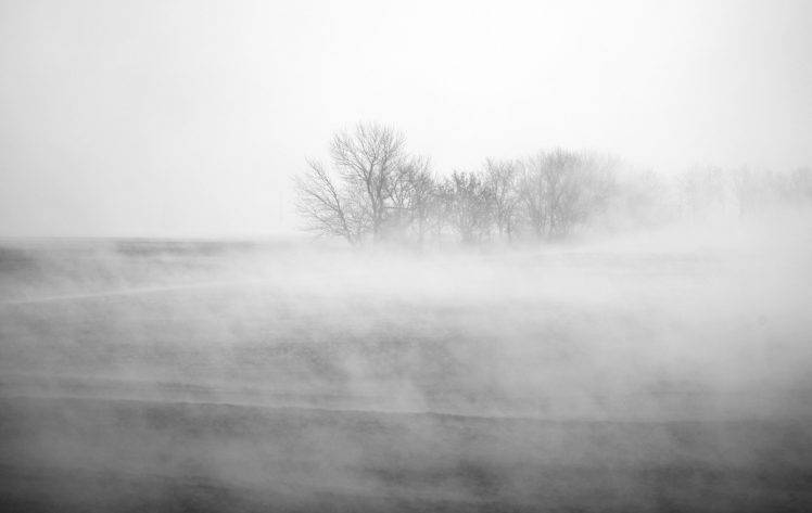 photography, Nature, Mist, Plants, Trees, Winter HD Wallpaper Desktop Background