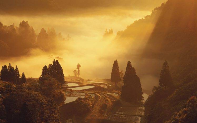 photography, Nature, Landscape, Mist, Plants, Trees, Rice Paddy HD Wallpaper Desktop Background