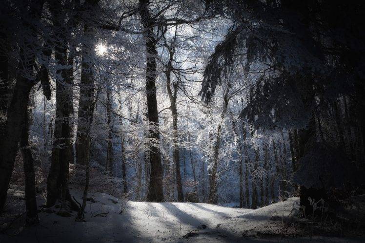 photography, Nature, Trees, Snow, Winter, Branch HD Wallpaper Desktop Background