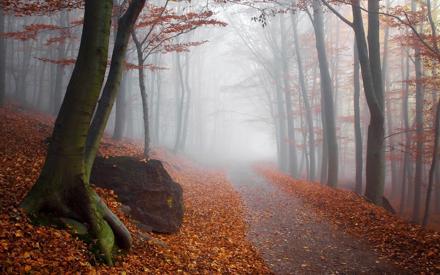 landscape, Nature, Fall, Mist, Forest, Path, Sunrise, Trees, Leaves, Sunlight Wallpaper