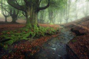 nature, Landscape, Forest, Creeks, Sunrise, Mist, Moss, Leaves, Fall, Hill, Sunlight, Trees, Spain