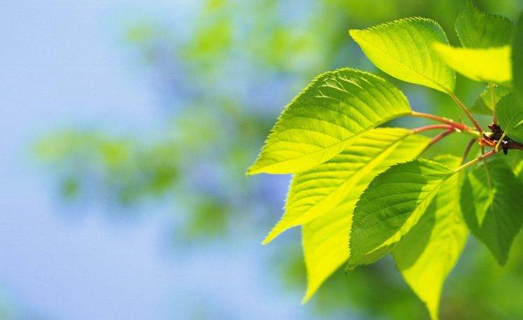 photography, Leaves, Macro, Plants, Nature, Green HD Wallpaper Desktop Background