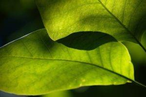 photography, Leaves, Macro, Plants, Nature, Green
