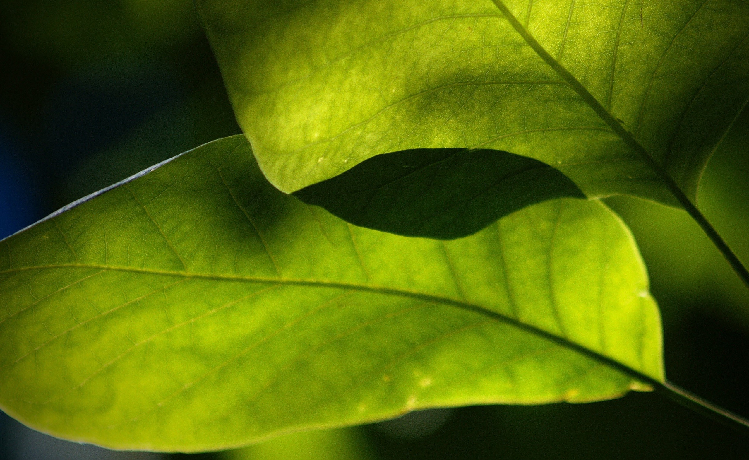 photography, Leaves, Macro, Plants, Nature, Green Wallpaper