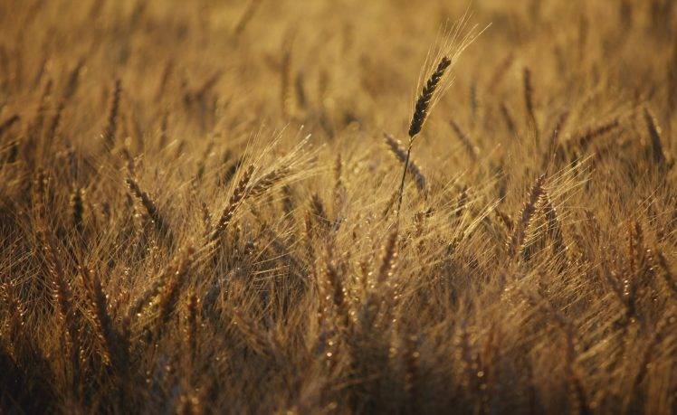 photography, Plants, Nature, Field, Wheat, Depth Of Field HD Wallpaper Desktop Background