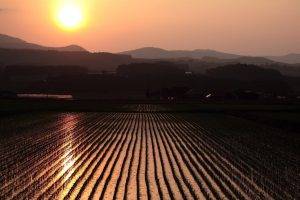 photography, Landscape, Nature, Field, Sunset, Rice Paddy