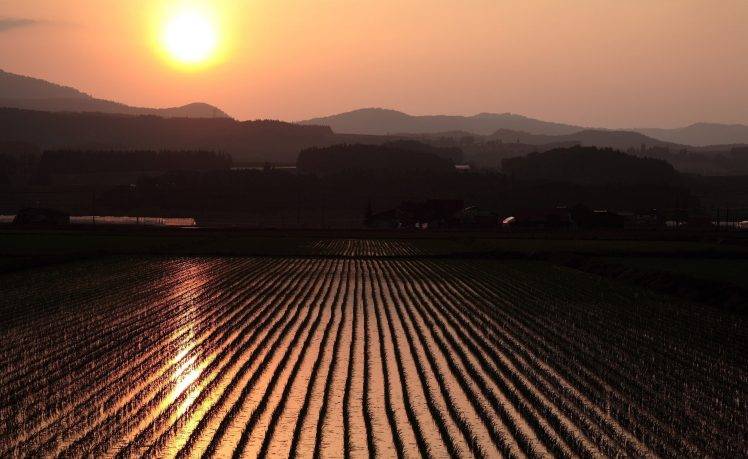 photography, Landscape, Nature, Field, Sunset, Rice Paddy HD Wallpaper Desktop Background