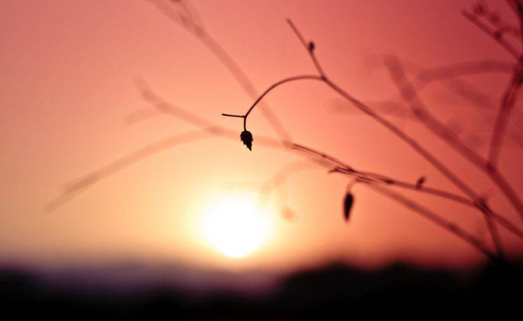 photography, Nature, Plants, Macro, Sunset HD Wallpaper Desktop Background