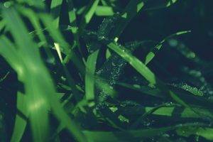 photography, Green, Nature, Plants, Grass, Depth Of Field